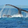 Baleine sainte marie 2